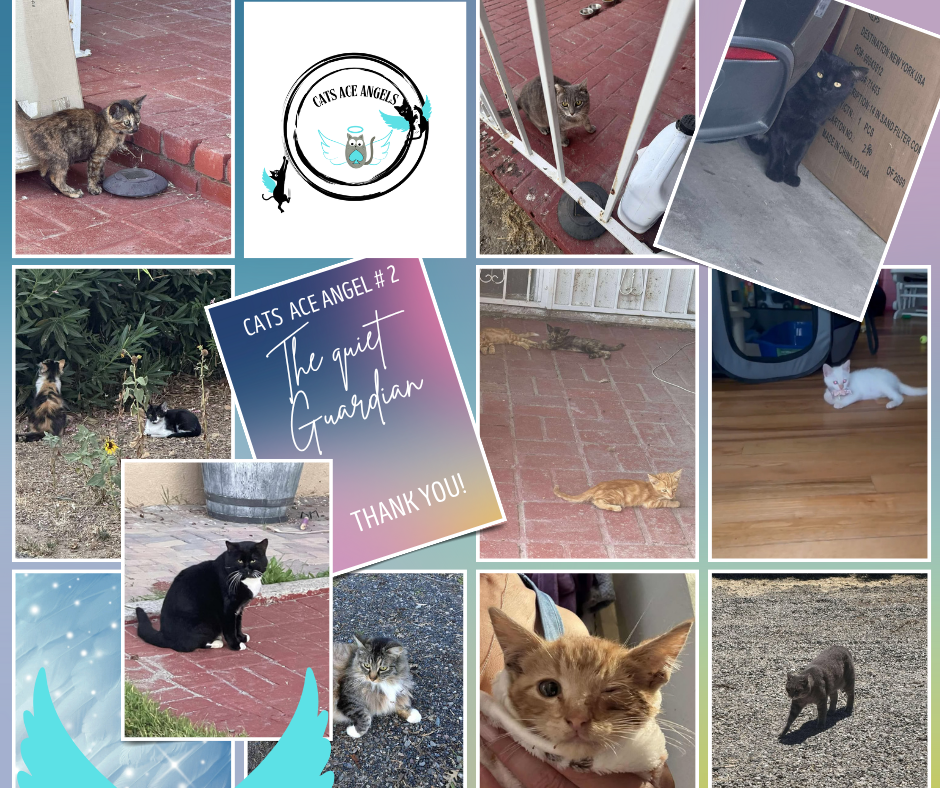 Cats Ace Angel Su and the cats she cares for