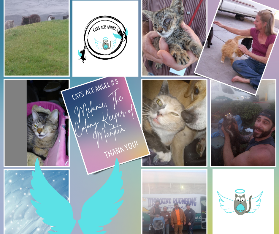 Cats Ace Angel Melanie and the cats she cares for