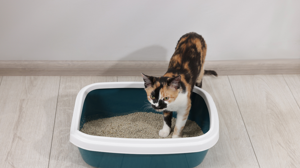 Prevent Cat Peeing in the House Today: Simple Steps You Can Take Right Now